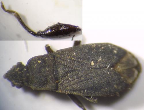 Réf. 247 081 : Notochilus crassicornis